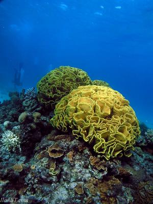 Turbinaria Coral