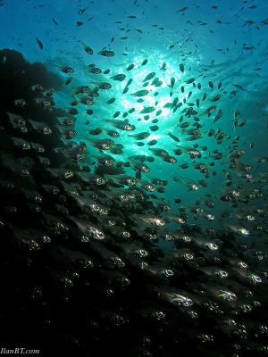 Glass fish sunset