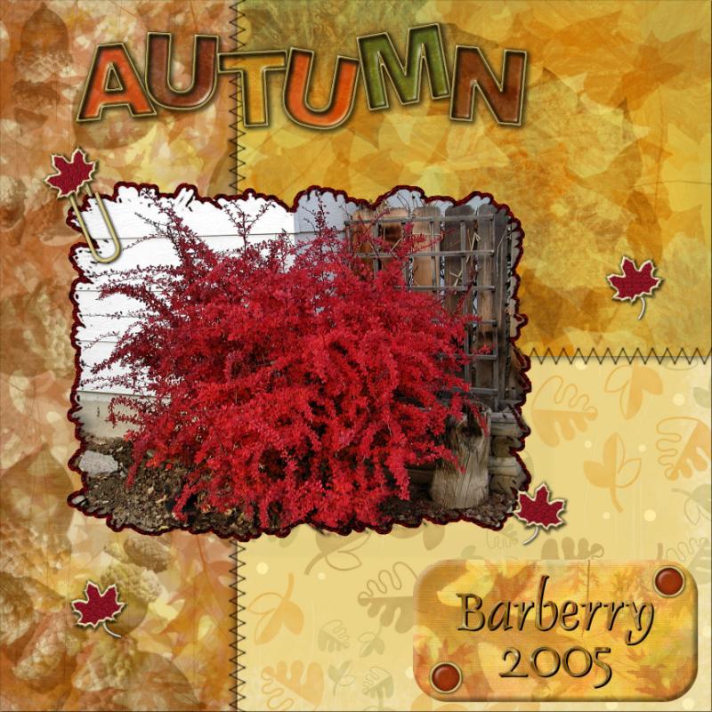 Barberry - Fall of 2005