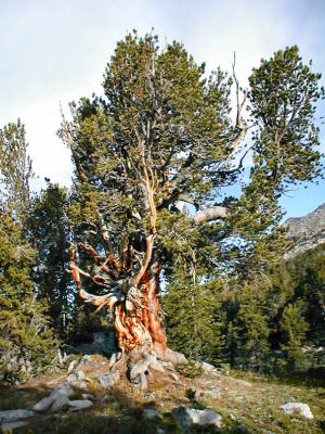 P8090013_White Bark Pine.jpg