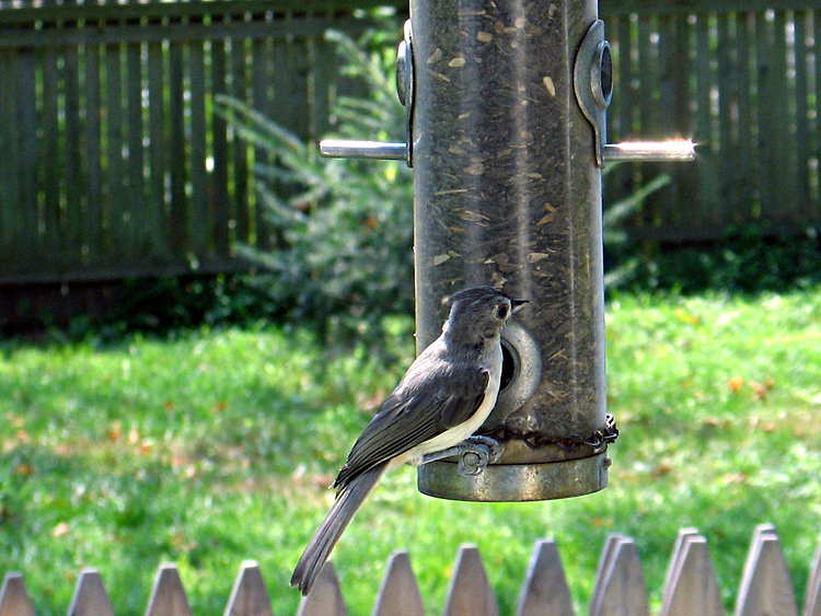 Tufted Titmouse_0105.jpg