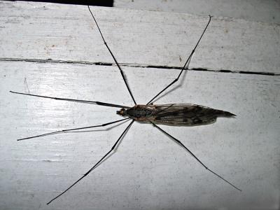 Jersey Mosquito_2037.jpg