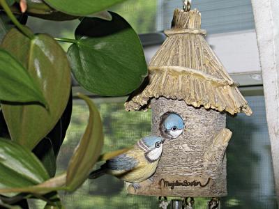 Bird house_0131.jpg