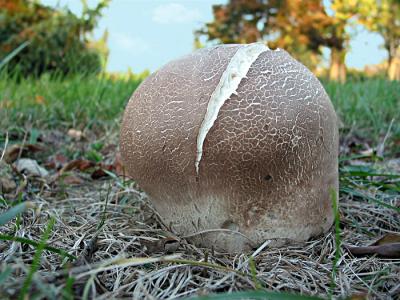 Mushroom, huge_6628.jpg