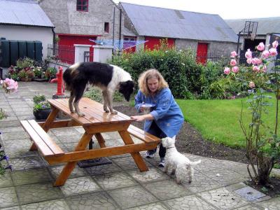Cheryl and the Ballykeeffe dogs