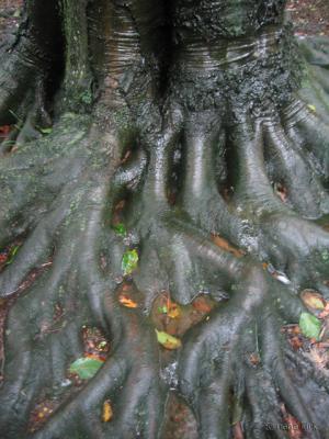 Tree roots at Dunbarton Oaks