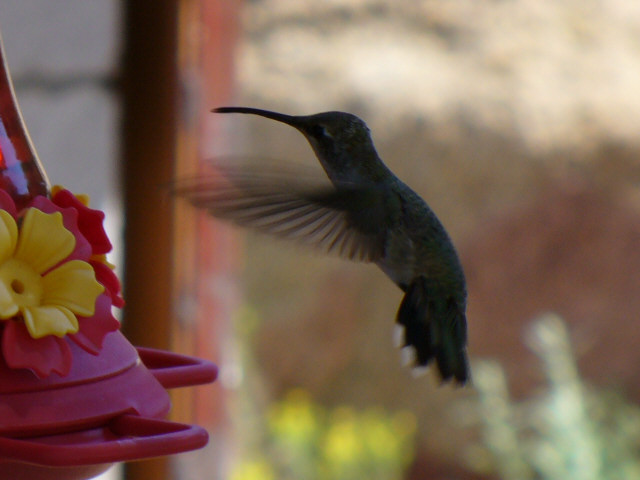 Hummer