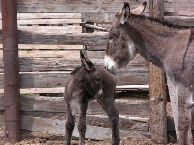 Baby Burro born in April 2005