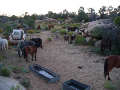 Horses settling in for the night