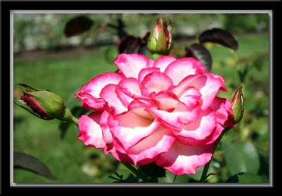 IMG_6431 copy.jpg