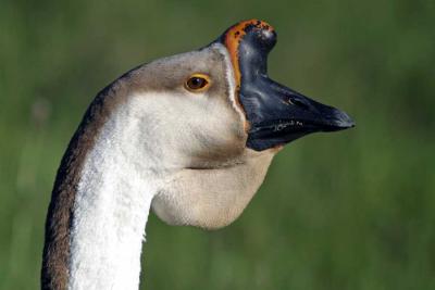 397