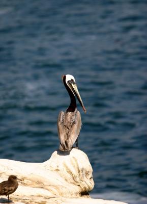 Pelican