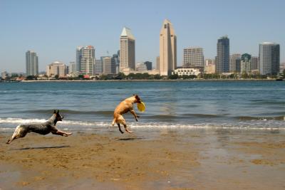 Black doggy-my role model
