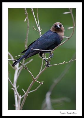 Brown Headed Cowbird