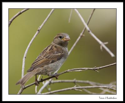 House Sparrow (female, immature)