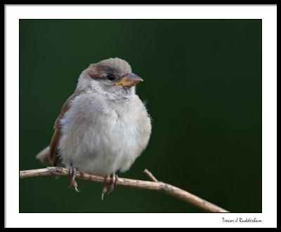 House Sparrow (male, immature)
