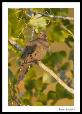 Mourning Dove