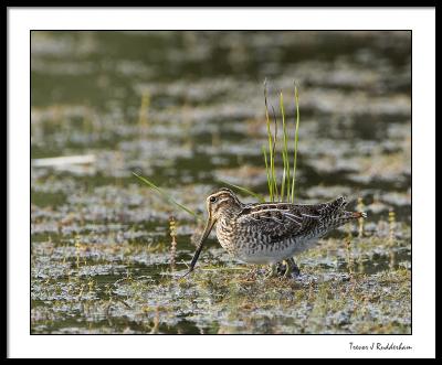 Snipe