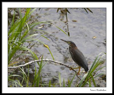 Green Heron