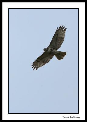 Red-Tailed Hawk