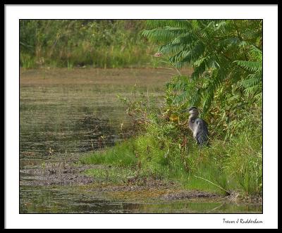 Great Blue Heron