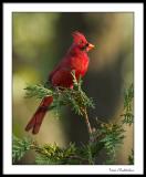 Northern Cardinal