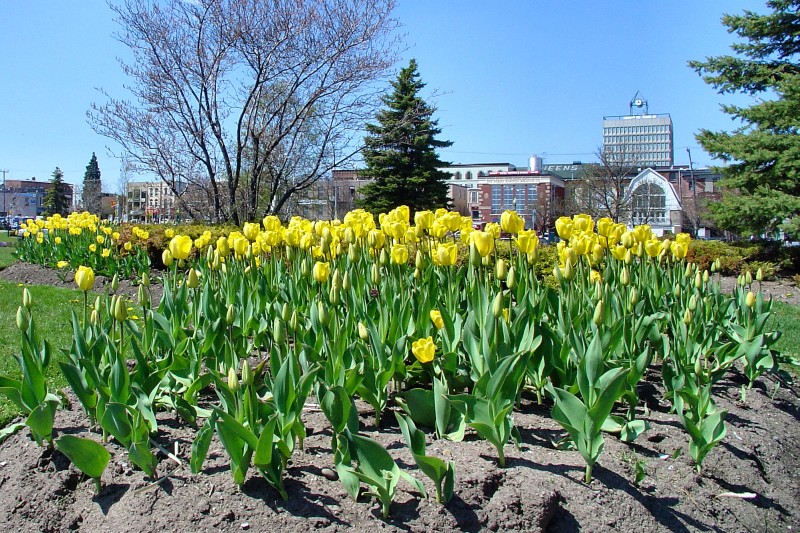 Tulip bed in Barrie park