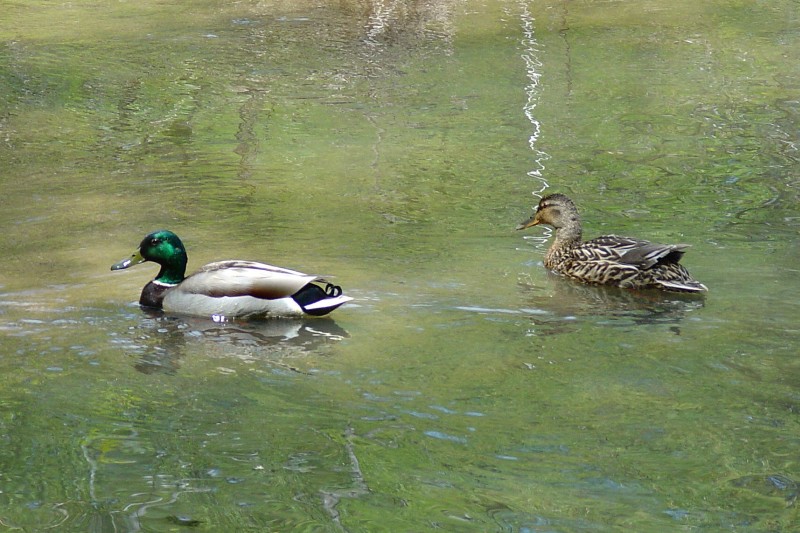 Pair of ducks in another small park in Barrie