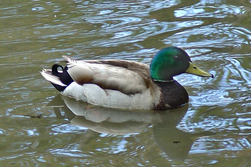 Close up of male