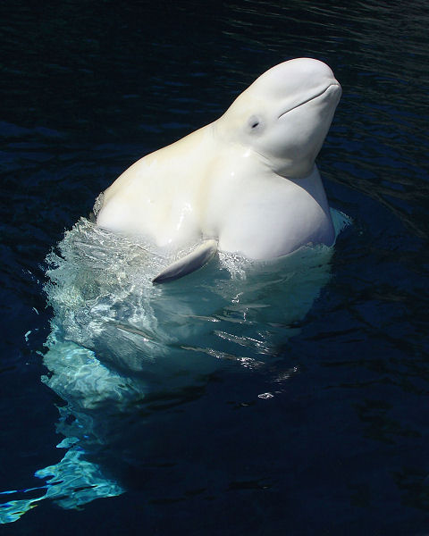 Beluga Whale at Vancouver Aquarium - original shot in portrait format