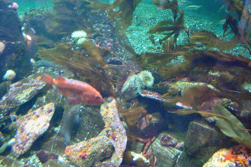 One of the aquarium tanks