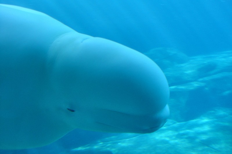 Beluga from lower level viewing area