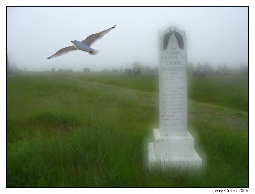 On the Wings of a Snow White Gull