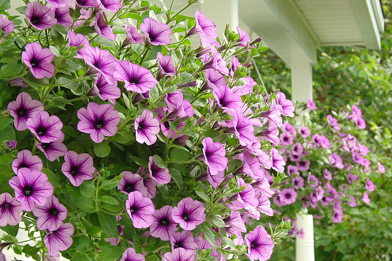 Our hanging baskets
