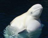 Beluga whale at the Vancouver Aquarium