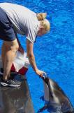 Feeding the dolphin