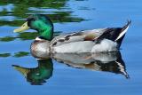 Duck in Bowering Park Duck Pond