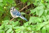 Bluejay in the Trees