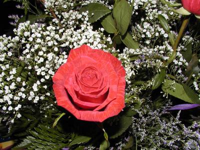 rose2.jpg