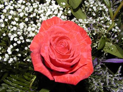rose4.jpg