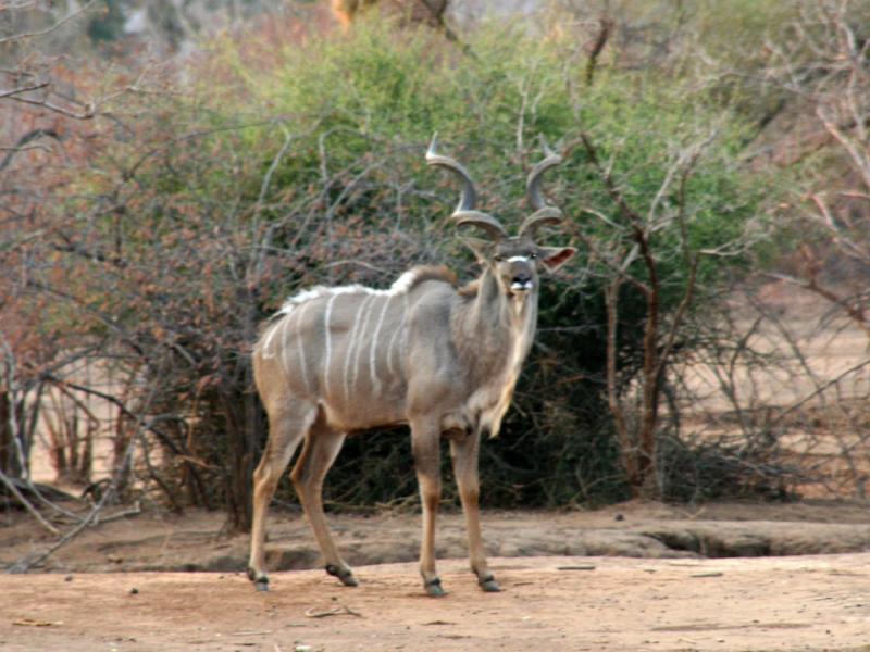 Stately kudu