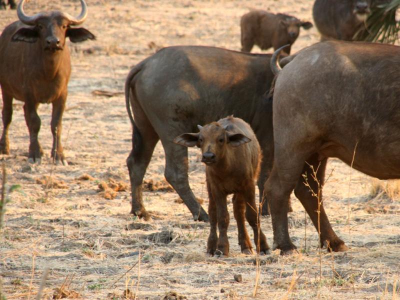 Baby buffalo