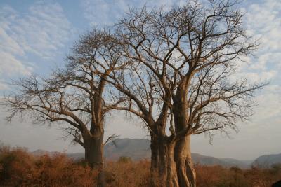 My favorite: baobabs!!