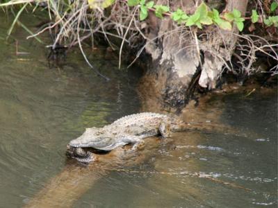 Little croc by the river bank