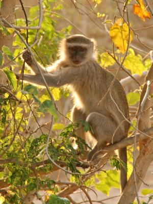 Vervet monkey posing