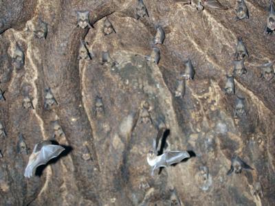 Slit-faced bats, inside the baobab