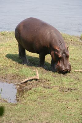 Hippo grazing next to our tent