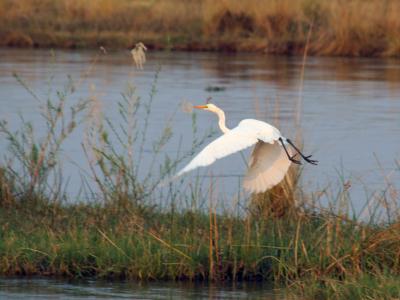 Great white egret