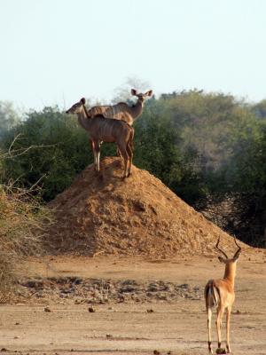 Kudu on a termite mound
