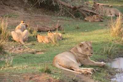 Lionesses and cubs ...